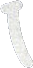 torso